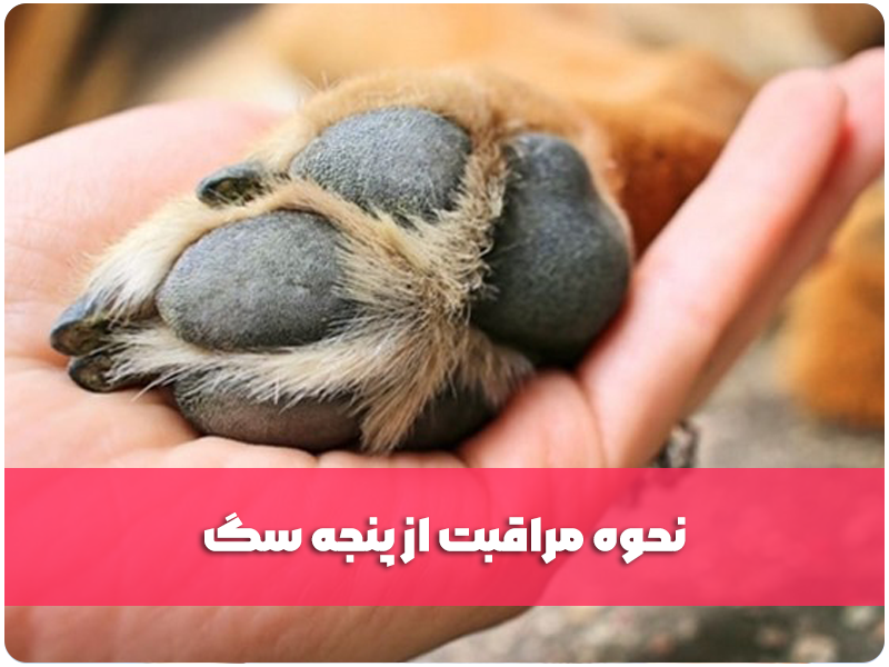 نحوه مراقبت از پنجه سگ